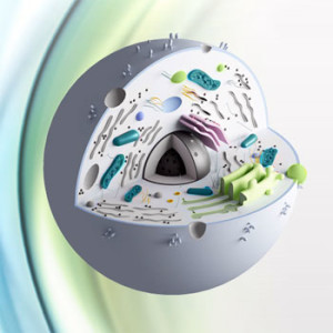 glutathione_cell