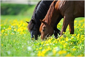 horse Aculifeplastry dla koni